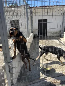 Adoptie hond Mitsos