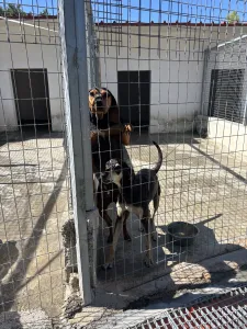 Adoptionsprofil für Mitsos