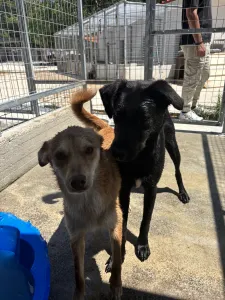 Adopt Blu