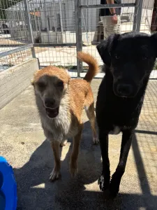 Adopt Melpo