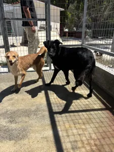 Adopt Melpo
