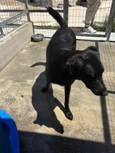 Adopt Melpo