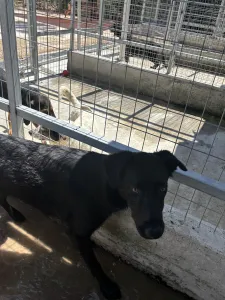 Adopt Melpo