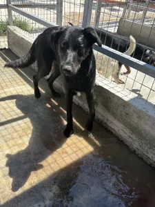 Adopt Melpo