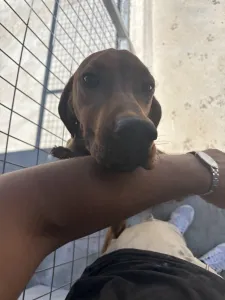 Adoptionsprofil für Aris