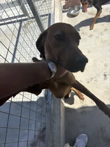 Hund Aris adoptieren