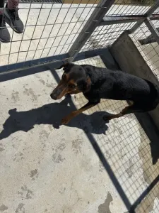 Adopt Marieta
