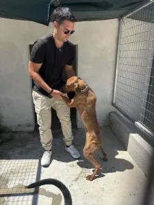 Hund Aris adoptieren