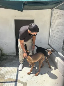 Hund Aris adoptieren