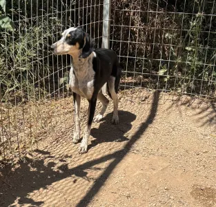 Hund Agapi adoptieren