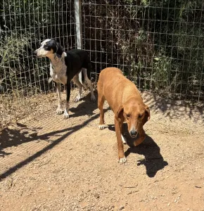 Adoptionsprofil für Agapi
