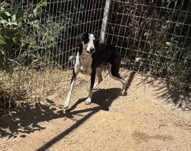 Hund Agapi adoptieren