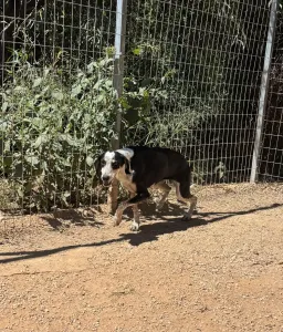 Hund Agapi adoptieren
