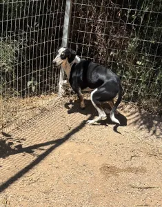 Hund Agapi adoptieren
