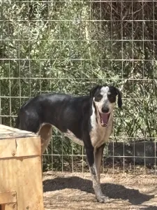 Hund Agapi adoptieren