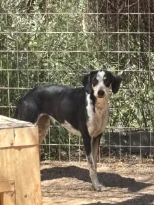 Hund Agapi adoptieren