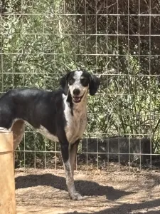 Hund Agapi adoptieren