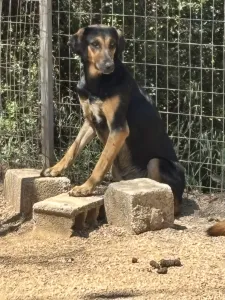 Adopt Loucia