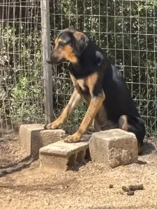 Adopt Loucia