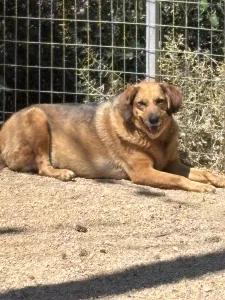 Adoptionsprofil für Linos