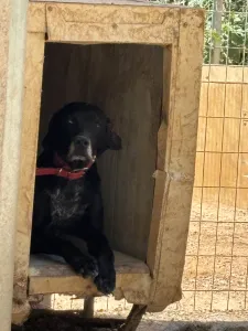 Adoptionsprofil für Black