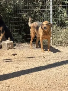 Υιοθεσία σκύλου Linos