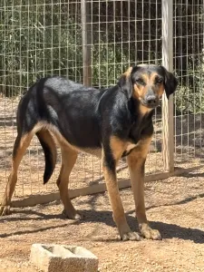Adoptionsprofil für Loucia