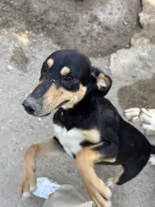 Adopt Pongo