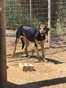 Adopt Loucia