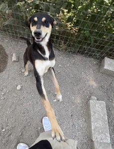 Adopt Axileas