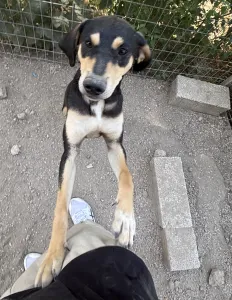 Adopt Axileas