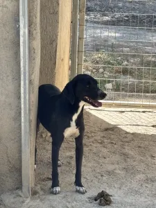 Adoptionsprofil für Vafles