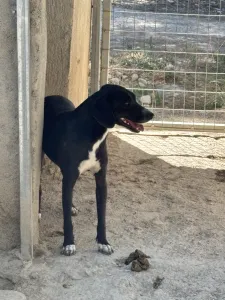 Hund Vafles adoptieren