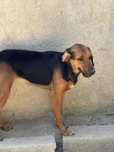 Adoptionsprofil für Troufa