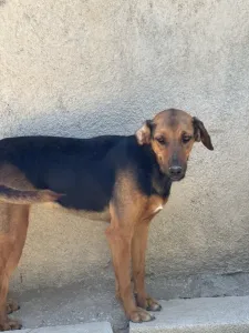 Hund Troufa adoptieren