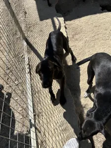 Adoptionsprofil für Atlas