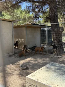 Adopt Mix gkekas