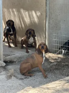 Adopt Mix gkekas