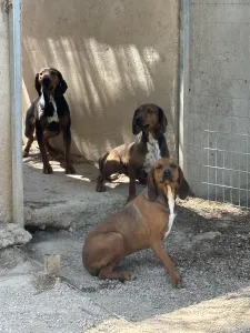 Adopt Mix gkekas