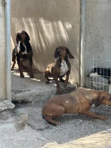Adopt Mix gkekas