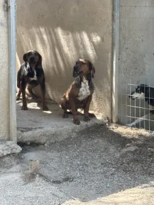 Adopt Mix gkekas