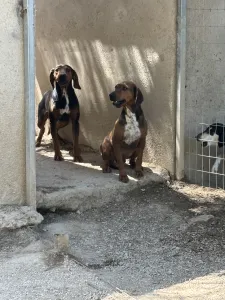 Adopt Mix gkekas