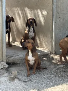 Adopt Mix gkekas