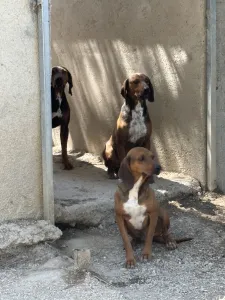 Adopt Mix gkekas
