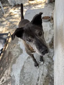 Adoptionsprofil für Fonak