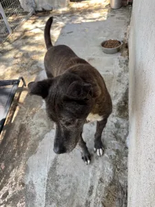 Υιοθεσία σκύλου Fonak