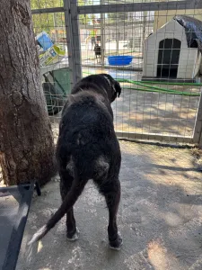 Hund Bier adoptieren