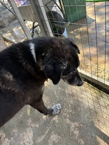 Hund Bier adoptieren