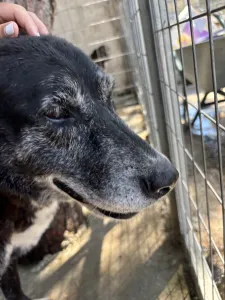 Hund Bier adoptieren
