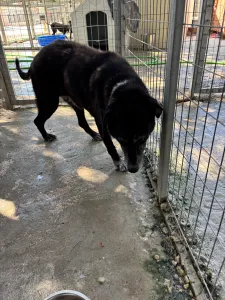 Hund Bier adoptieren